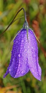 Drops,Flor,Macro,Campana