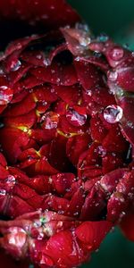 Drops,Flower,Macro,Close Up