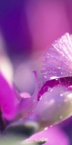 Drops,Pétale,Macro,Lumière,Fleur,Couleur Claire