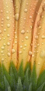 Drops,Flor,Macro,Pétalos