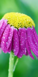 Drops,Flower,Macro,Petals