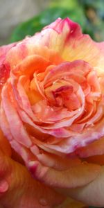 Drops,Macro,Bourgeon,Fraîcheur,Fermer,Fleur,Une Rose,Gros Plan,Rose