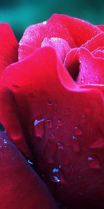 Drops,Flower,Macro,Rose,Petals,Bud,Rose Flower