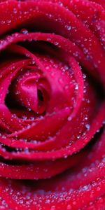 Drops,Macro,Pétales,Fleur,Une Rose,Rose