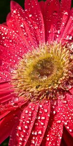 Drops,Flower,Petals,Humid,Macro,Wet