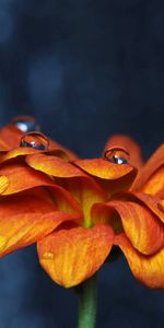 Drops,Plante,Planter,Fleur,Macro,Contexte