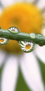 Drops,Flowers,Background