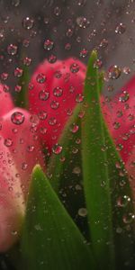 Drops,Flowers Behind Glass,Tulips,Macro