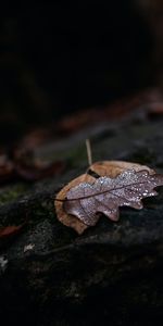 Otoño,Drops,Macro,Folleto,Mojado