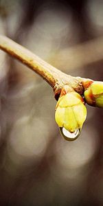 Drops,Macro,Blur,Smooth,Branch,Spring