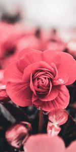 Drops,Macro,Blur,Smooth,Petals,Flower