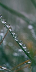 Drops,Macro,Branch,Close Up