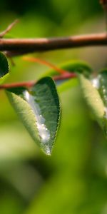 Drops,Macro,Branch,Dew