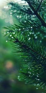 Drops,Macro,Branch,Spruce,Fir,Needles