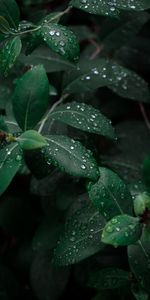 Feuilles,Macro,Drops,Branches,Rosée,Sombre