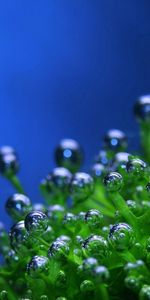 Macro,Bulles,Plante,Planter,Fond Bleu,Drops