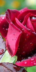 Rosée,Bourgeon,Drops,Une Rose,Macro,Rose