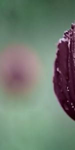 Drops,Macro,Bud,Tulip,Humid,Wet