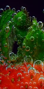 Drops,Macro,Close Up,Berry,Strawberry