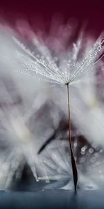 Drops,Macro,Dandelion,Wet