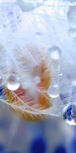 Drops,Macro,Dew,Flower