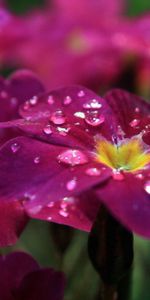 Drops,Macro,Flowers