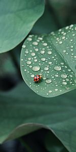 Drops,Macro,Insect,Round,Ladybird,Ladybug,Dew,Leaves