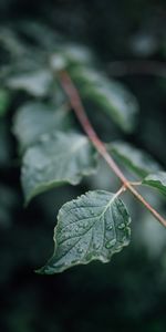 Drops,Macro,Leaf,Branch,Sheet,Wet