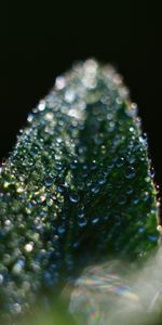 Drops,Macro,Leaf,Sheet