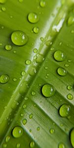 Drops,Macro,Feuille