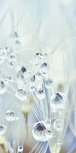 Drops,Macro,Light,Light Coloured,Dandelion,Seeds,Seed