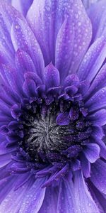 Drops,Macro,Petals,Violet,Flower,Purple