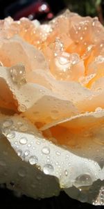 Drops,Macro,Bourgeon,Fraîcheur,Une Rose,Tendresse,Rose