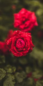 Drops,Macro,Mouiller,Mouillé,Fleurs,Une Rose,Rose