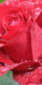 Drops,Macro,Rose Flower,Rose,Petals