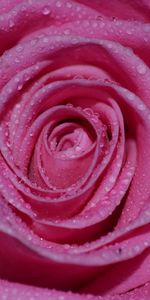 Drops,Macro,Rose,Petals,Bud,Rose Flower