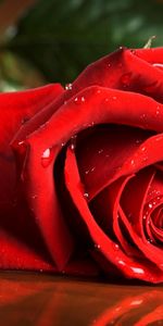 Rose Écarlate,Une Rose,Rose Rouge,Drops,Macro,Rose