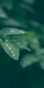 Drops,Macro,Feuille,Rosée