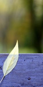 Drops,Macro,Feuille,Banc,Automne