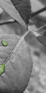 Drops,Macro,Sheet,Leaf,Branch,Bw,Chb