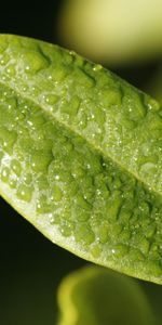 Surface,Feuille,Rosée,Drops,Macro