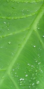 Drops,Macro,Sheet,Leaf,Dew,Veins