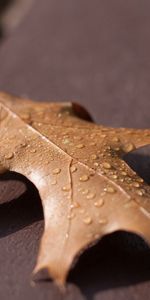 Drops,Macro,Sheet,Leaf,Dry,Oak