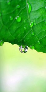 Macro,Feuille,Sculpté,Drops,Lignes