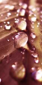 Drops,Macro,Sheet,Leaf,Moisture,Dew,Beige