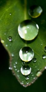 Macro,Feuille,Drops,Rosée,Ombre