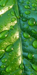 Drops,Surface,Feuille,Macro