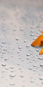 Drops,Macro,Sheet,Leaf,Surface,Maple