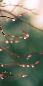 Drops,Macro,Shine,Light,Branches,Dew