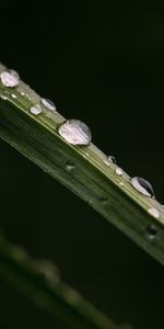 Drops,Macro,Stem,Stalk,Nature,Leaves